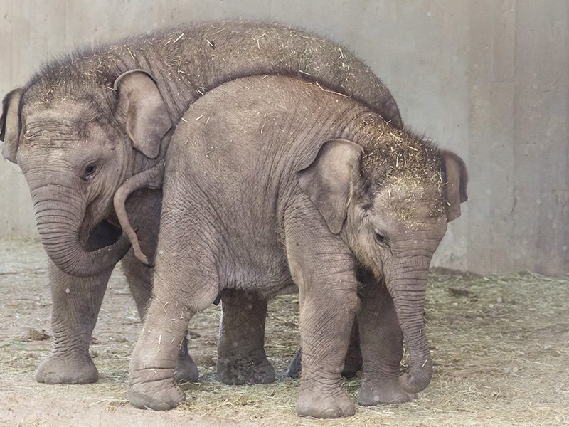 Elefante de Sumatra