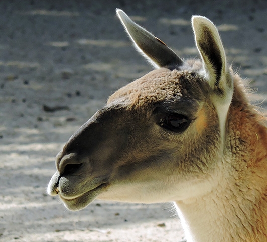 Guanaco