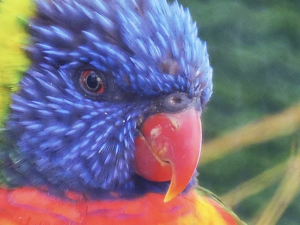 Loris Arcoiris