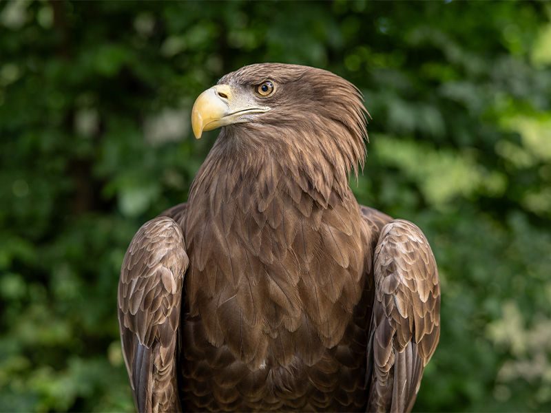 Pigargo europeo