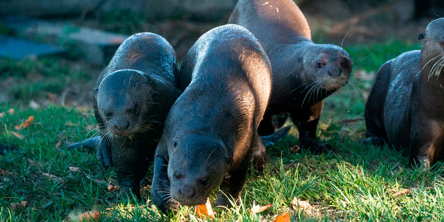 Zoo y Rewilding Argentina. Imagen cortesía de Rewilding Argentina.