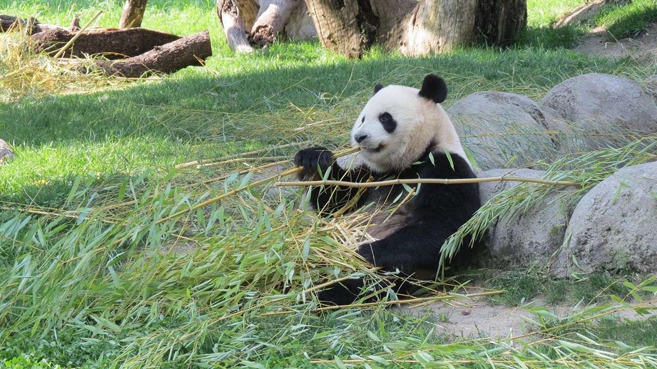 What to do in Madrid - Zoo Madrid